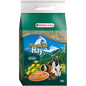 Mountin Hay Dandelion -maslačak